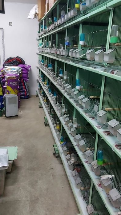 Канарчета,цветни и глостери