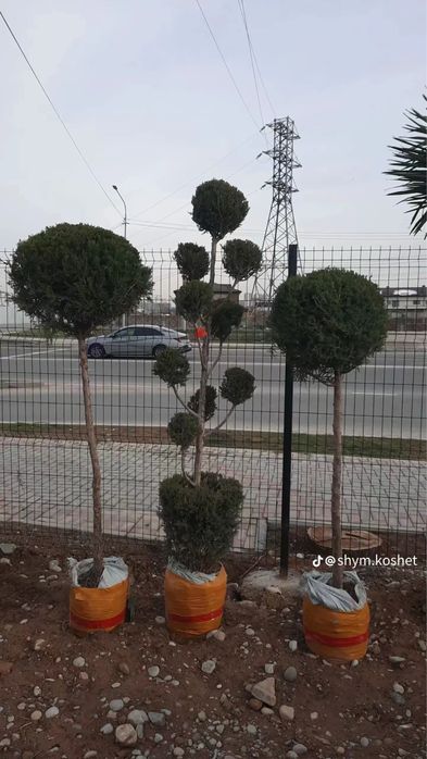 Газон Автопалив ландшафтныи дизаин