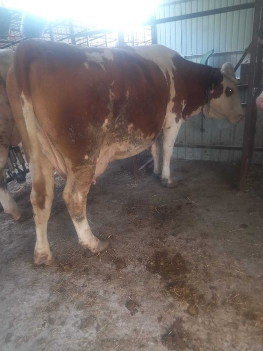 Vaca gestanta bună de lapte