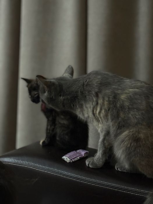 Отдам котенка в добрые руки