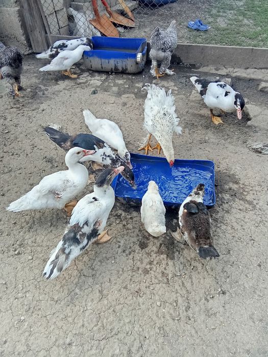 Rațe și pui țărănești
