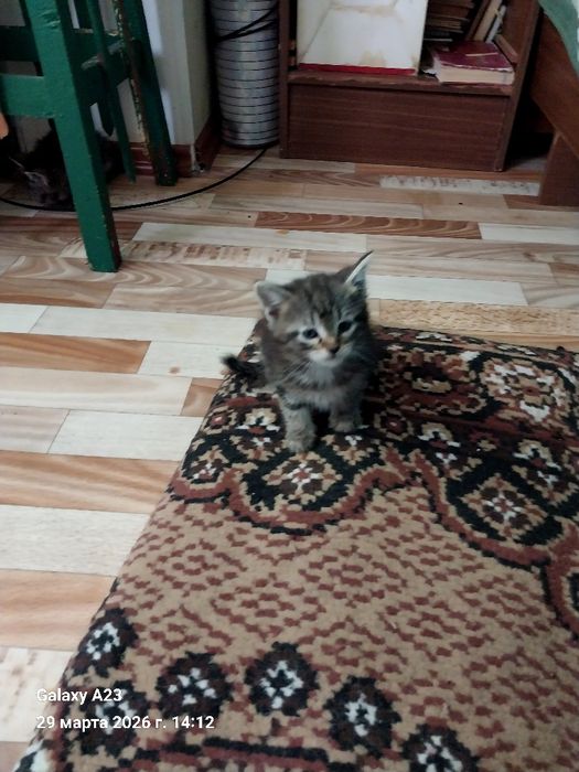 Отдам котят в добрые,заботливые руки,домашние. Звонить по номеру 90 71