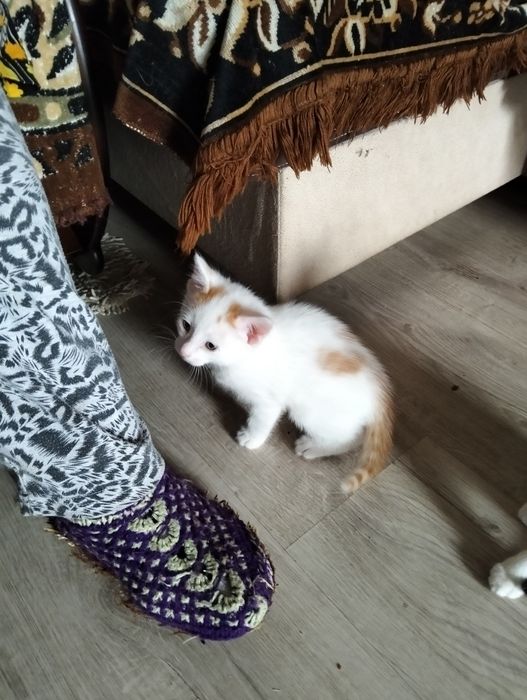 Отдам котят в добрые руки