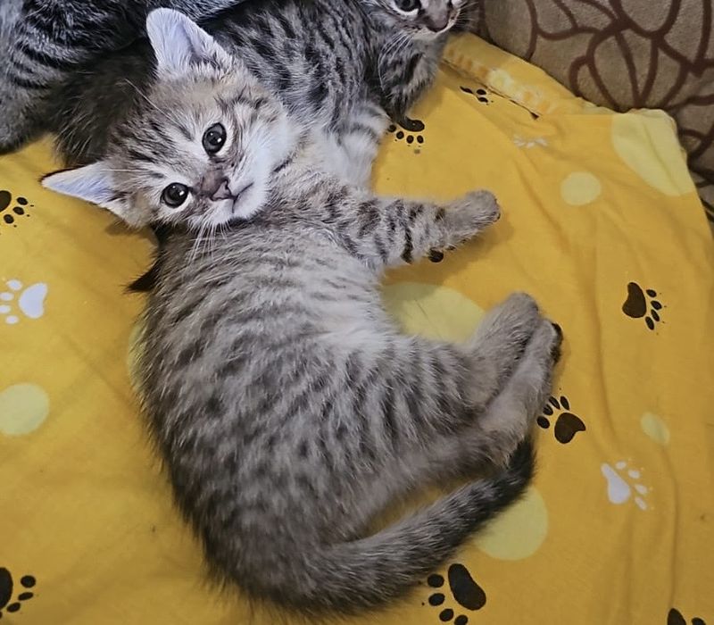 Отдам котят в добрые руки !!!