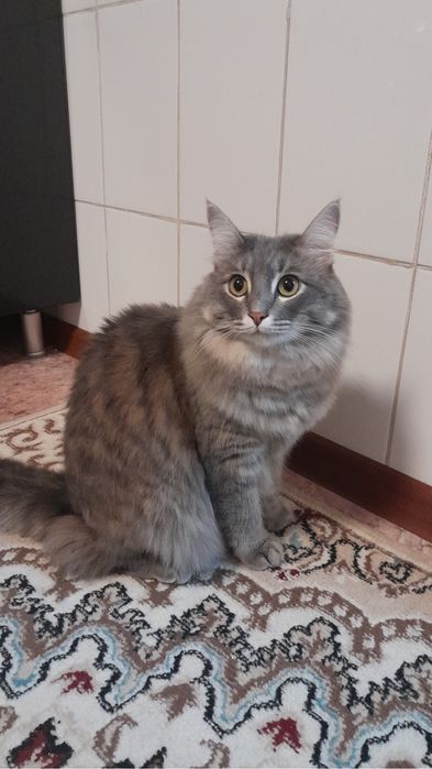 Отдам кота в добрые руки