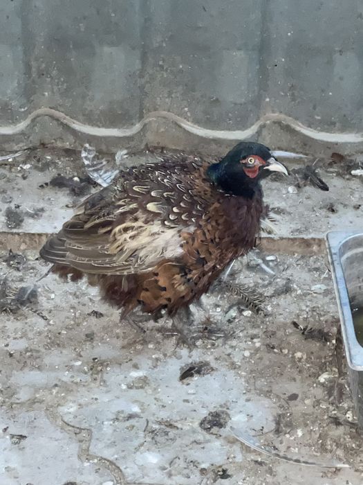 Фазаны промысловые