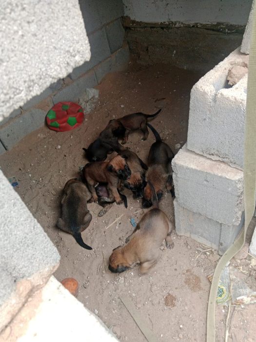 Малинуа щенки бельгийский