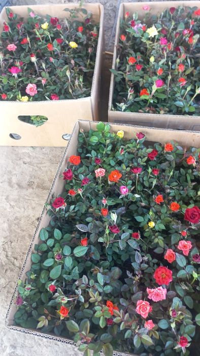 Розы оптом        .