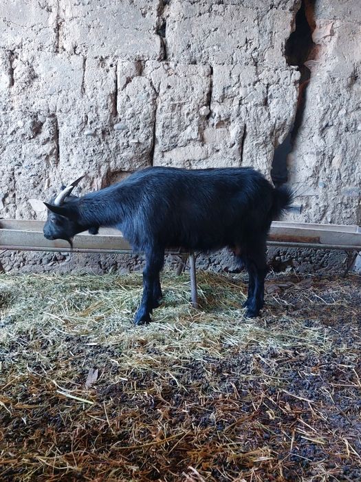 1  туған ешкі 35000