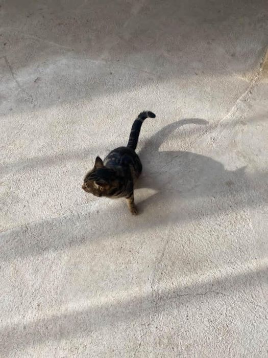 Bengal tozza  ona mushuk