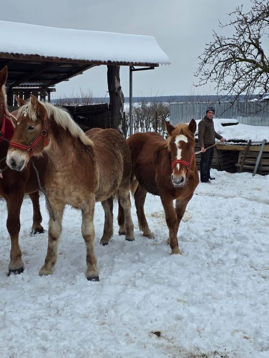 Mânji   8 luni  frumoși