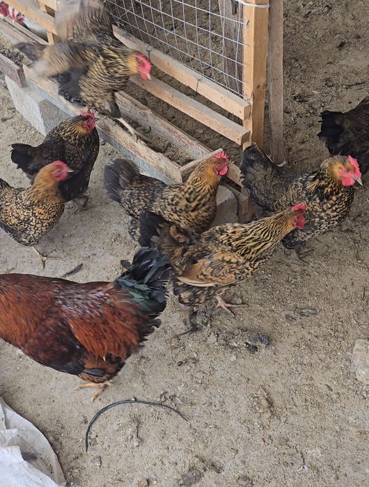 Кучинский сицывый