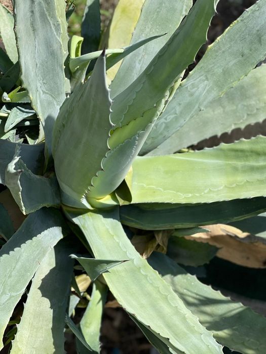 Vand flori ornamentale AGAVA AMERICANE  BUC 3