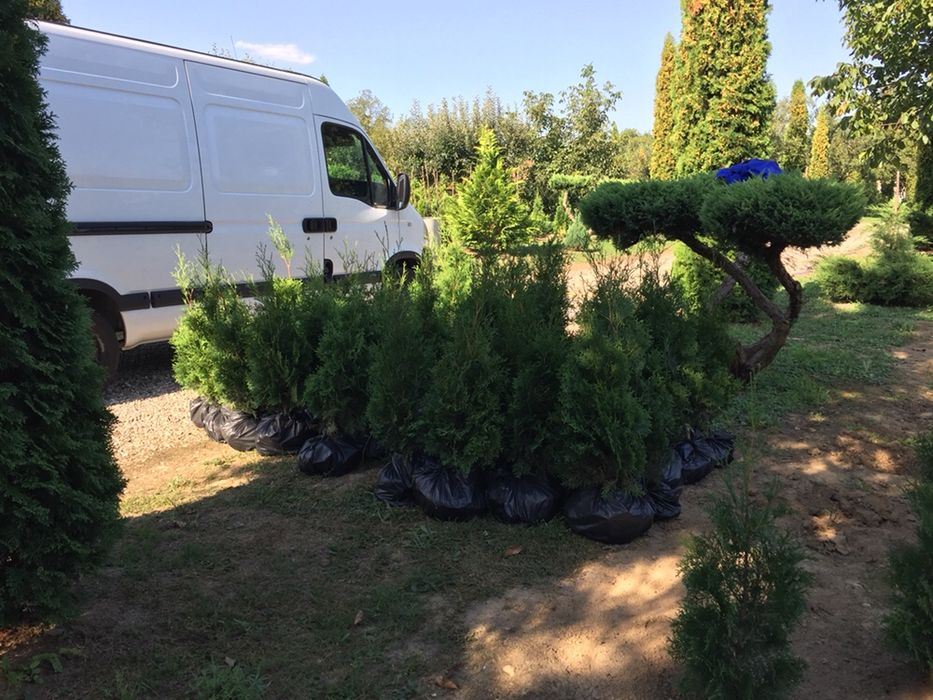 Tuia de vanzare din pepiniera