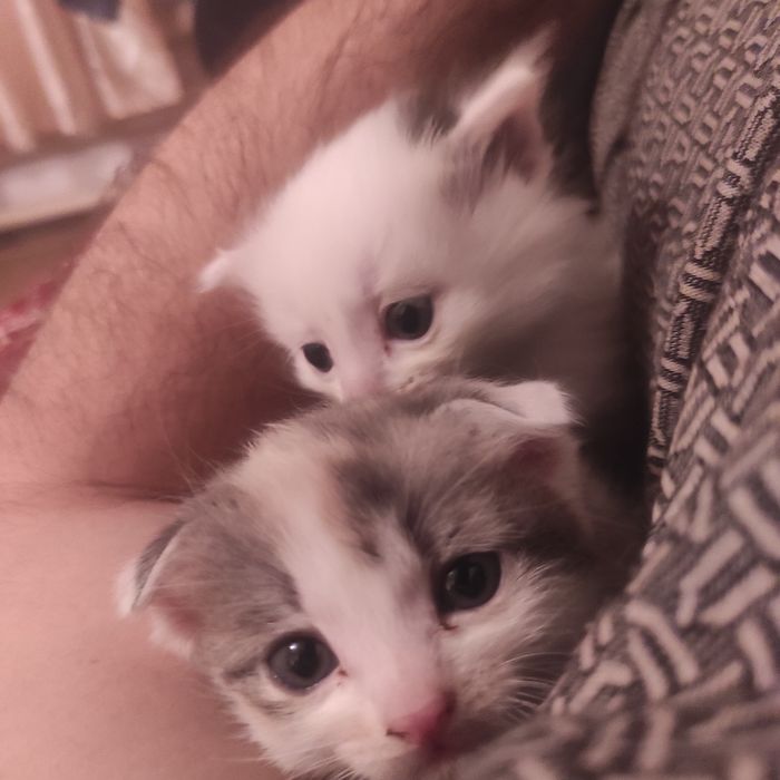 Отдам в добрые руки котят