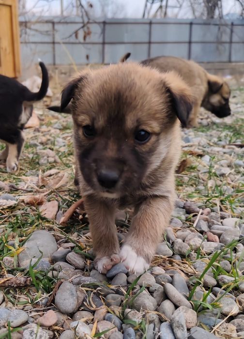 Бесплатно щенки в добрые руки