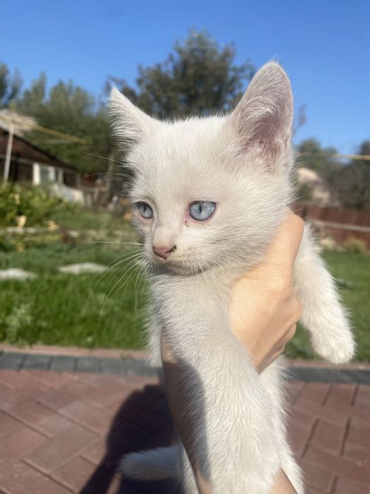 Ищем дом для 2-месячного котенка.