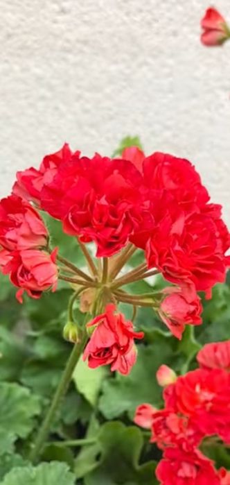 Пеларгонии в городе Абай