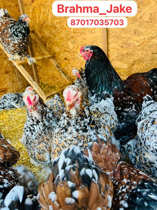 Брама Парцелян Яйцо