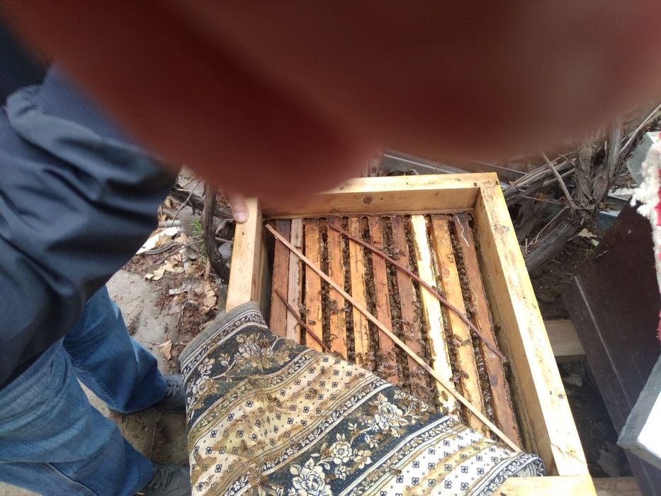 Продам пчёл Карника