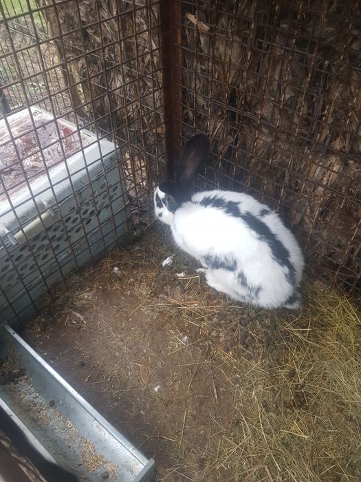 Se vinde iepuri Fluture german