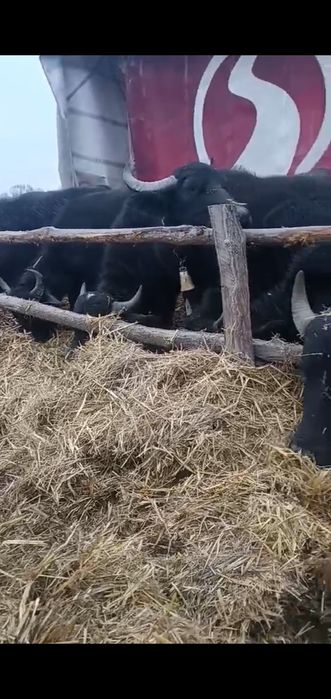 De vânzare 10 biboli