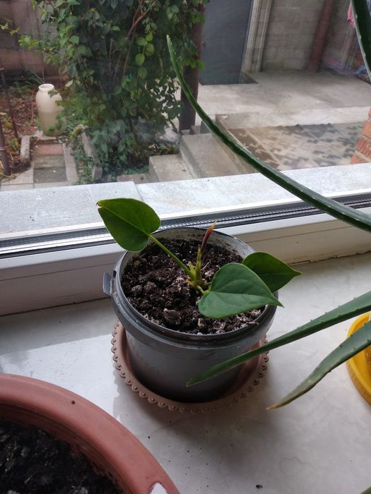 Цветы мужское счастье