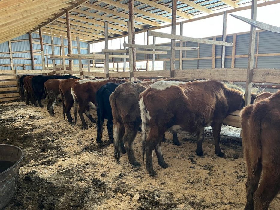 Продам крупный рогатый скот