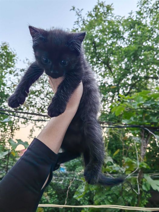 Котятки за шоколадку