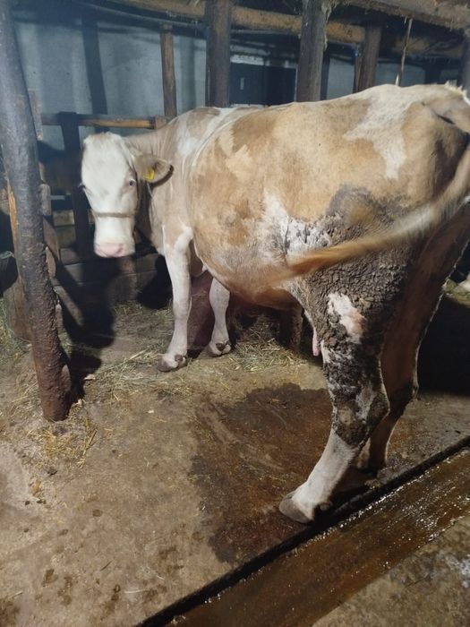 Animale domestice vaci