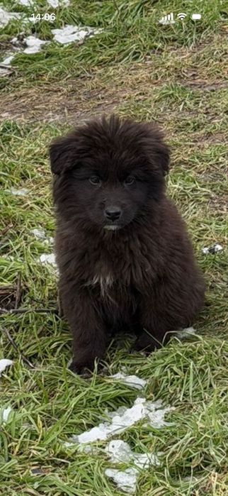 Catei pentru adoptie