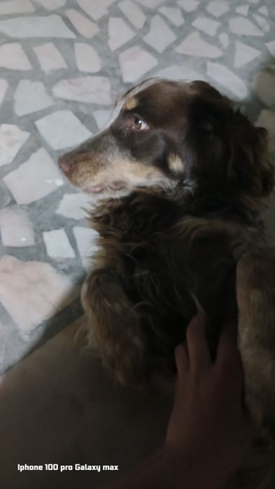 Продаю спаниель охотничий