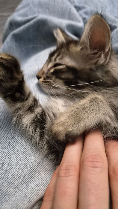 Котёнок, девочка 3- 4 мес.