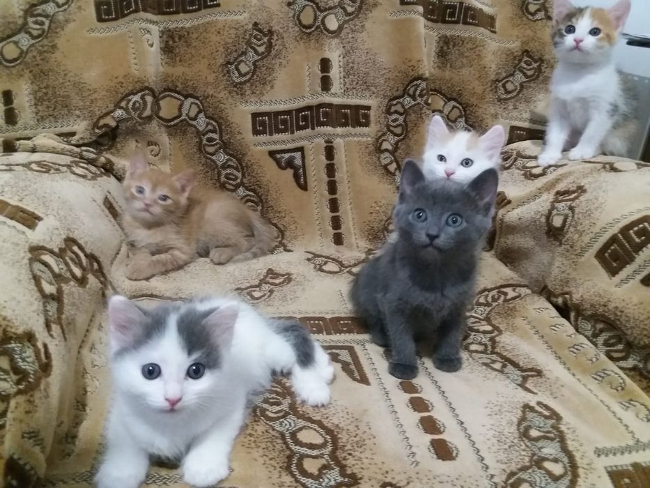 Отдам котят в добрые руки