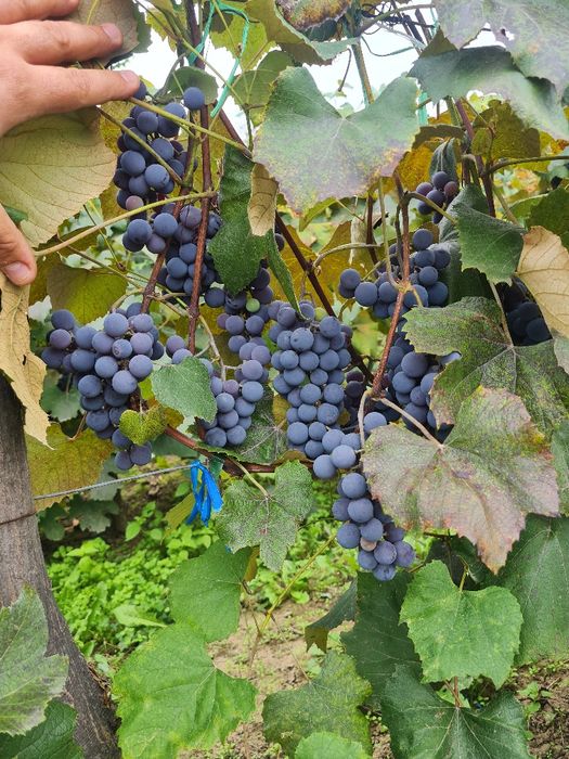Producator, vand struguri capsunica + fraga alba