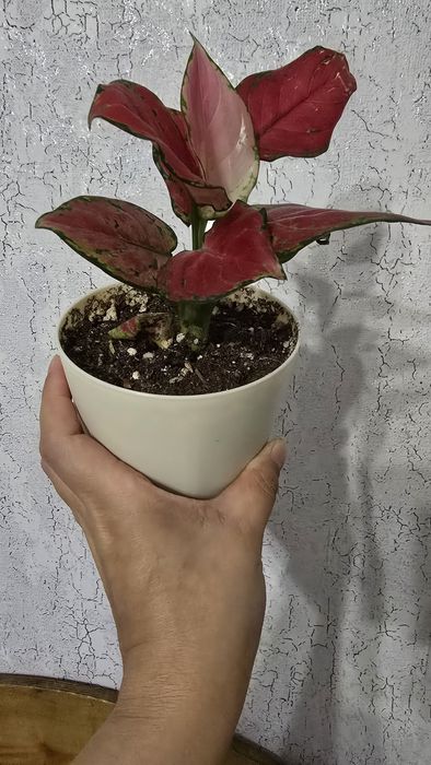 Продам Аглонему (адаптирован)