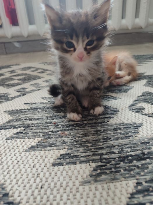 Отдам лучших котят