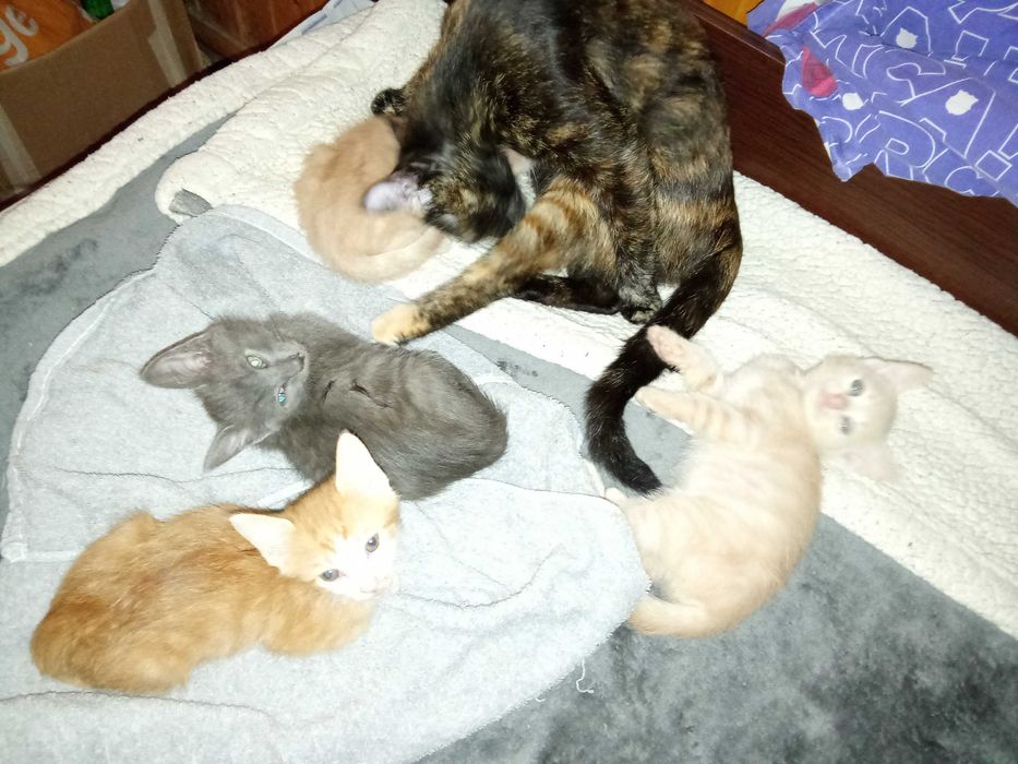 Котенца от Каварна тирсят дом