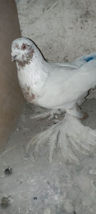 Голуби    Алматы