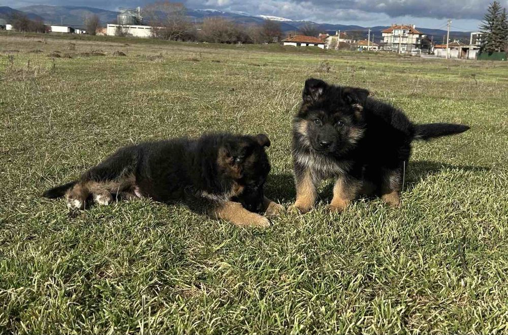 Кутрета “Немска Овчарка”