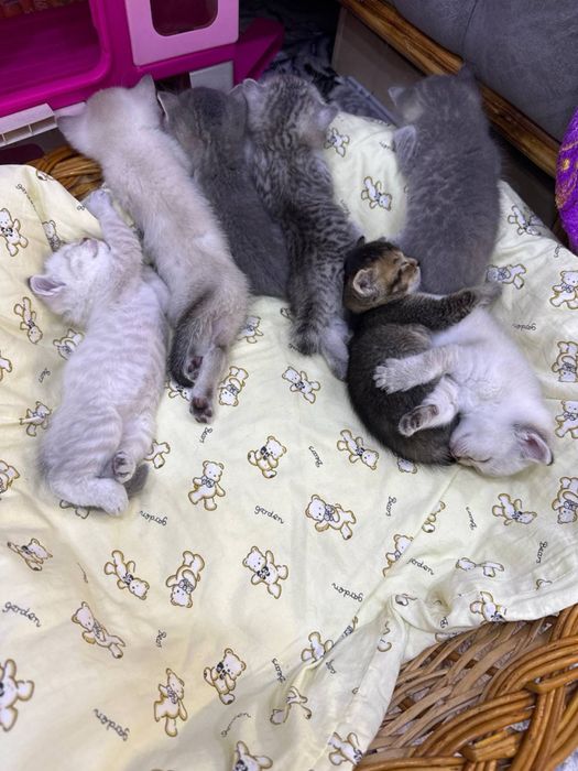 Продаются котята шотландские