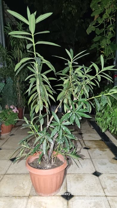 Tol Gul sotiladi 200 ming