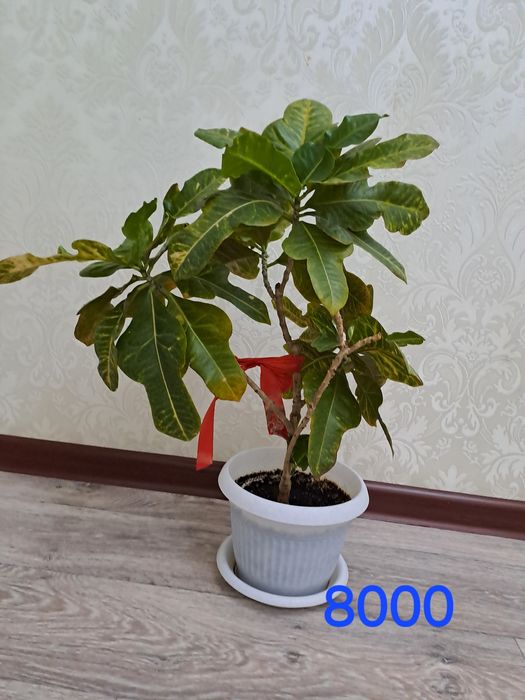 Цветы комнатные для дома и офиса