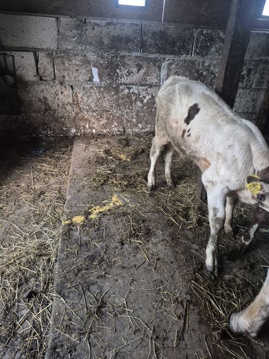 Vând una din două vaci cu vițel