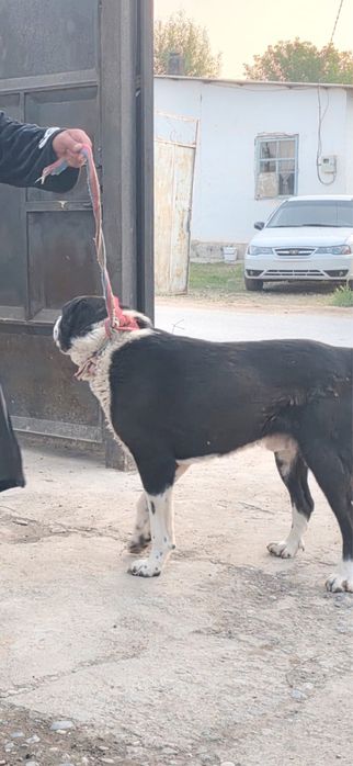 Сао Алабай 4 год