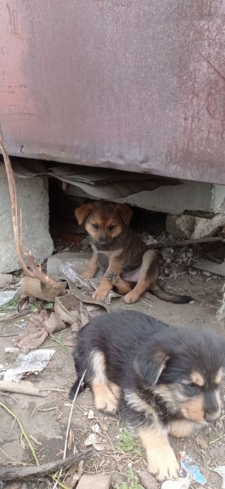 Собачки ищут хозяина