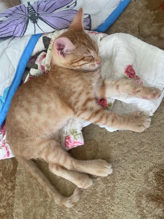 Котята девочки1111