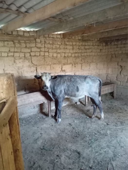 Қашар сиыр сатылады