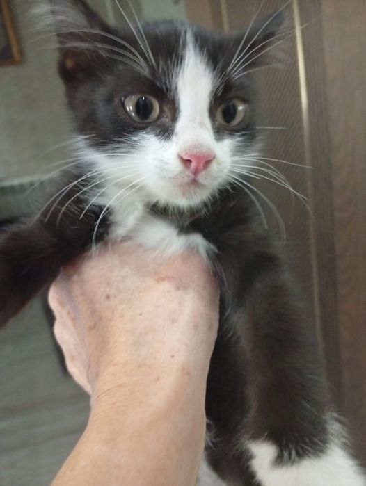 Ищем дом котику.