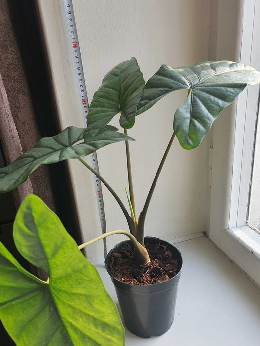 Алоказия коразон